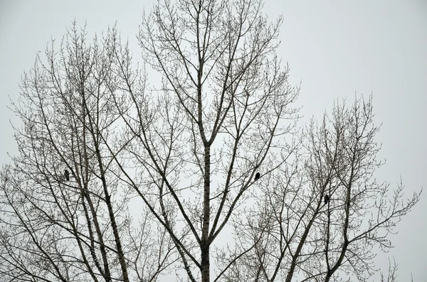 Three Crows on the Tree — Stock Photo, Image