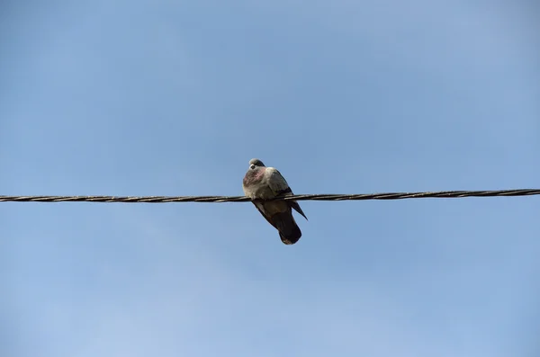 Pombo no fio — Fotografia de Stock