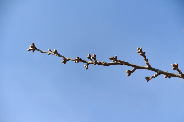 Les bourgeons à la fin de l'hiver — Photo