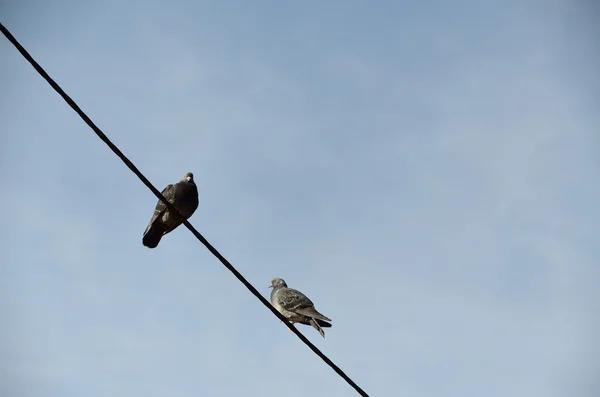 Tel üzerinde iki güvercin — Stok fotoğraf