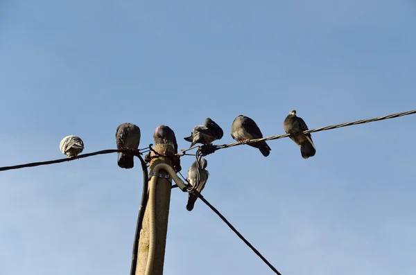 Aves em fio — Fotografia de Stock