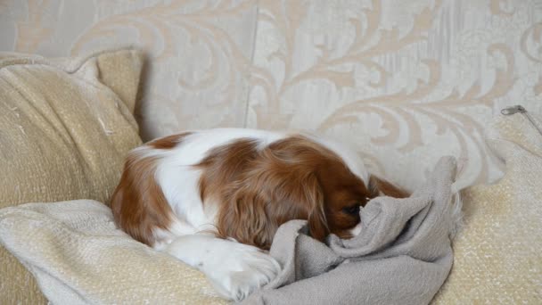 Despertar cão adormecido — Vídeo de Stock