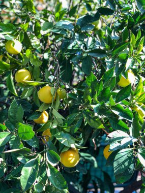 Yeşil yapraklı sarı limonlar  