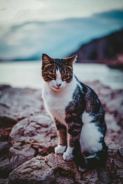 Gri ve beyaz kedinin burnu deniz kenarındaki kayalıklarda. 