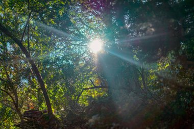 Güneş ışığı bir ağacın tacını delip geçer.