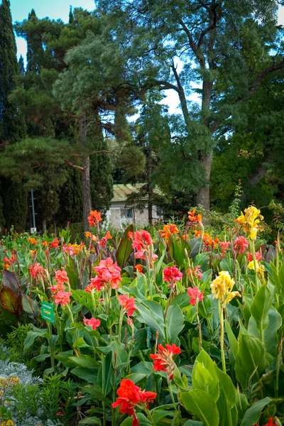 大きな明るいオレンジと黄色の虹彩の花 — ストック写真