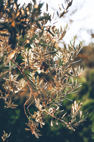 black olives on a tree in contrasting light