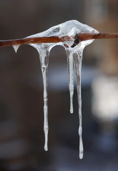 Icicle on tree branch — Stock Photo, Image