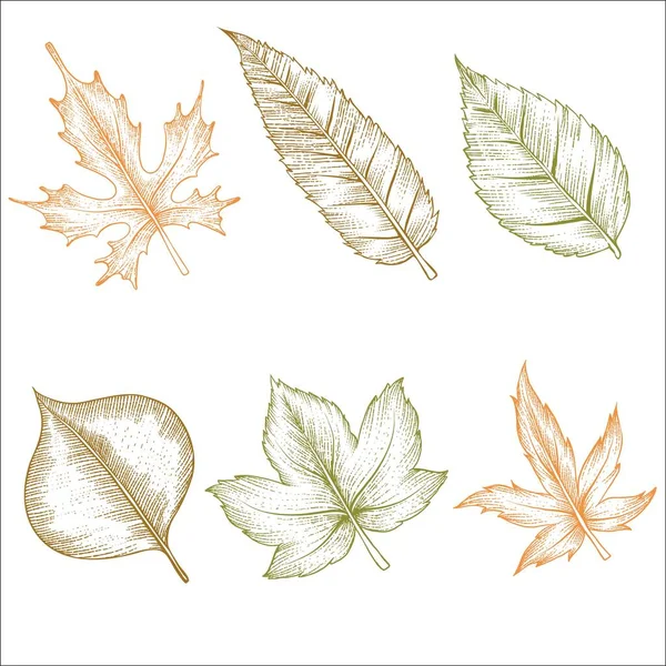 Engraving Hand Drawn Autumn Leaves Collection Vector Design Illustration — Stock Vector