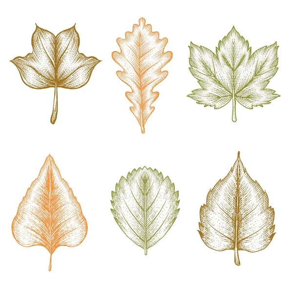 Gravur Von Hand Gezeichnet Herbst Blätter Sammlung Vektor Design Illustration — Stockvektor
