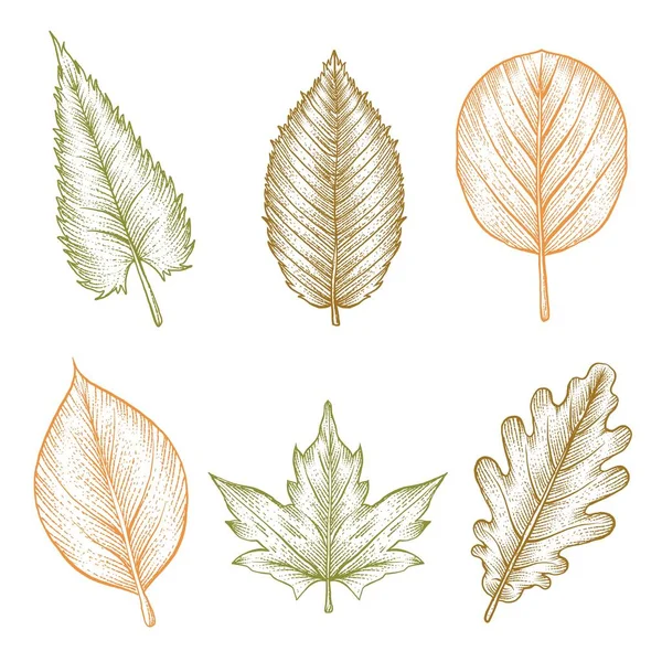 Gravure Dessin Main Automne Feuilles Collection Vectoriel Conception Illustration — Image vectorielle