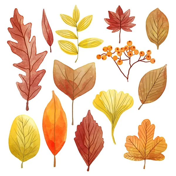 Watercolor Autumn Leaves Collection Vector Design Illustration — Stock Vector