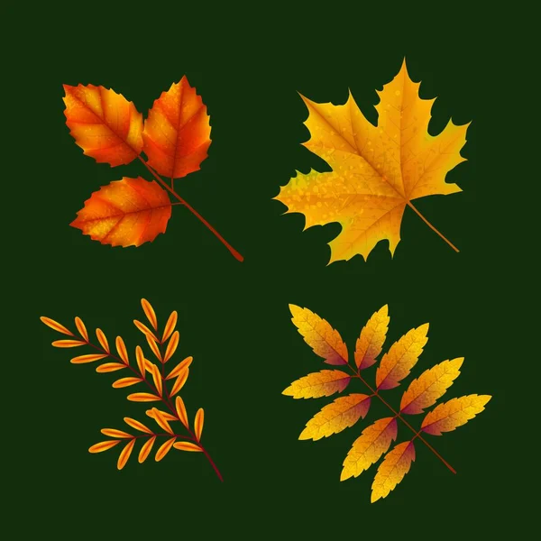 Realistic Autumn Leaves Collection Vector Design Illustration — Stock Vector