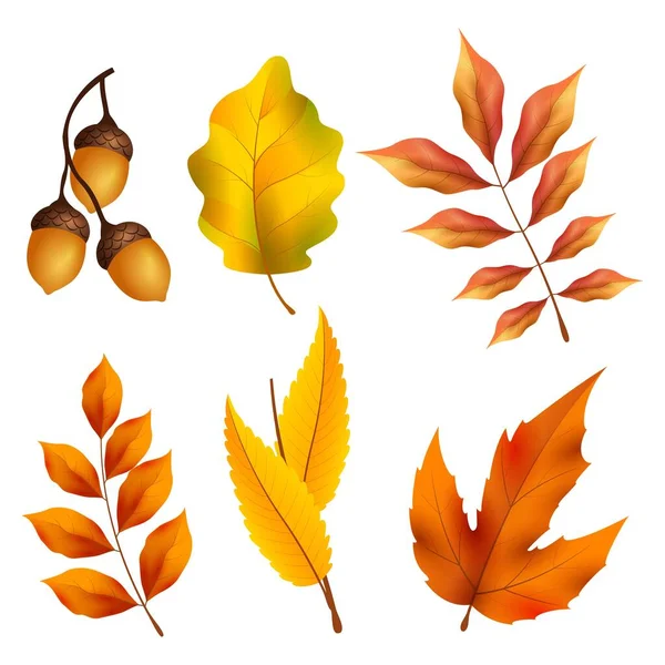 Realistic Autumn Elements Collection Vector Design Illustration — Stock Vector