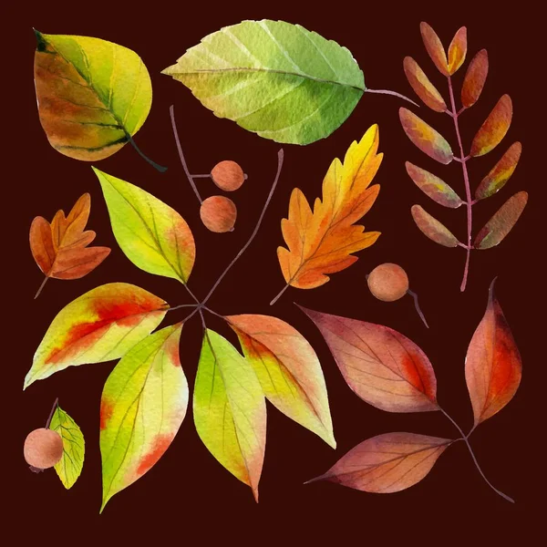 Watercolor Style Autumn Leaves Collection Vector Design Illustration — Stock Vector