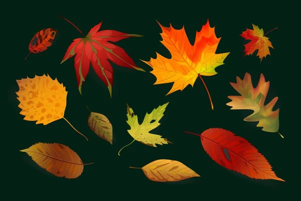 Realistic Style Autumn Leaves Collection Vector Design Illustration — Stock Vector