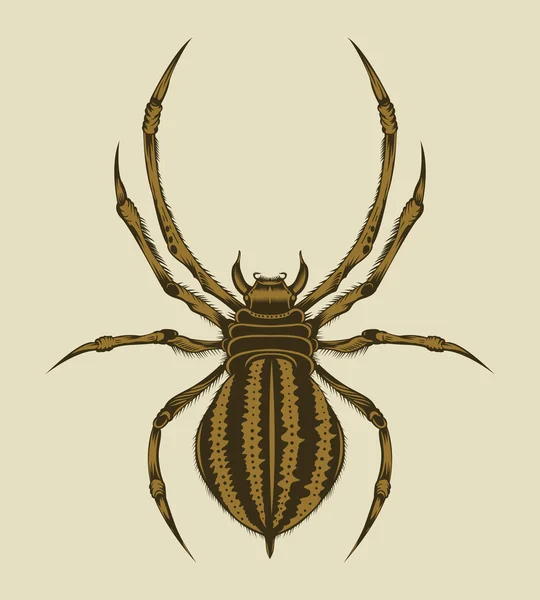 Illustration av spindel. — Stock vektor