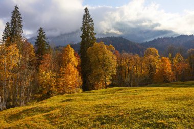 Dağların altında çayır ve orman