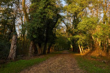 Orman parkına akşam gezisi