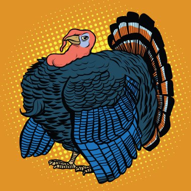 Kümes hayvanları Türkiye, gerçekçi vektör çizim