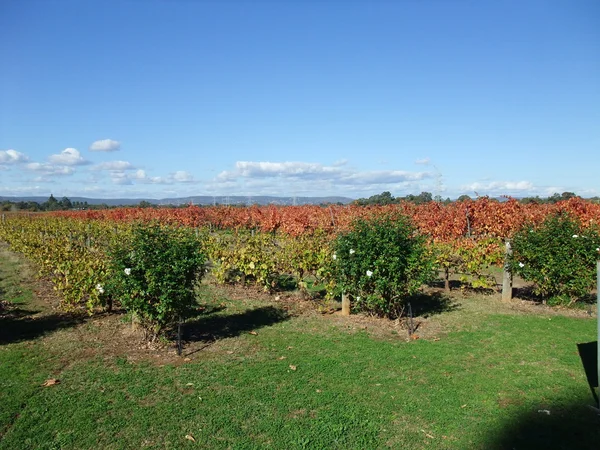 Vineyard — Stock Photo, Image