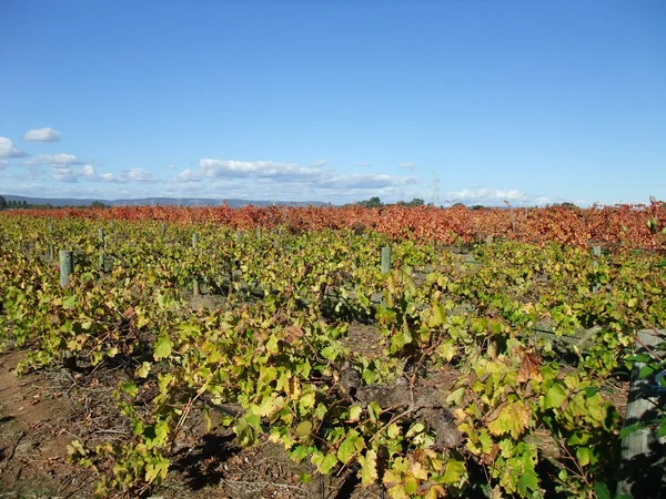 Vineyard — Stock Photo, Image