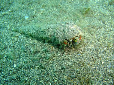 münzevi kimse Yengeç