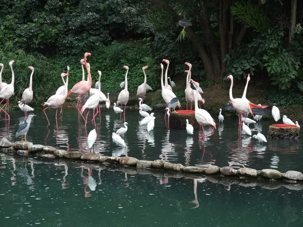 Flamants roses — Photo