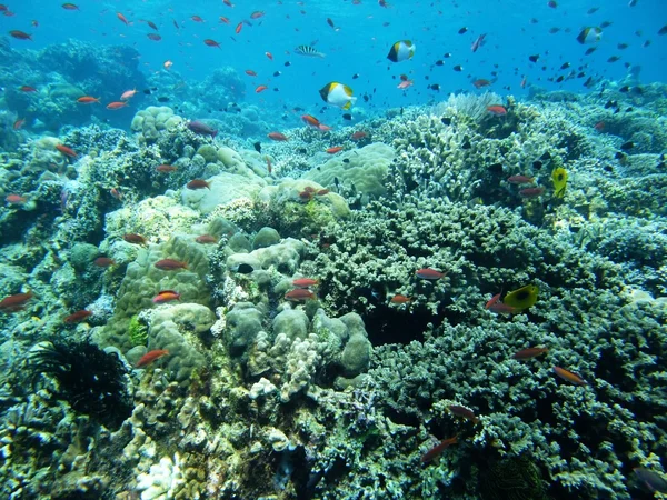 School of fishes — Stock Photo, Image