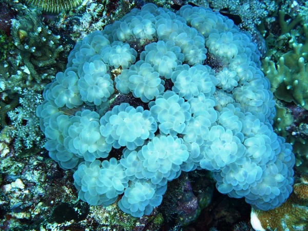 Мягкие кораллы — стоковое фото