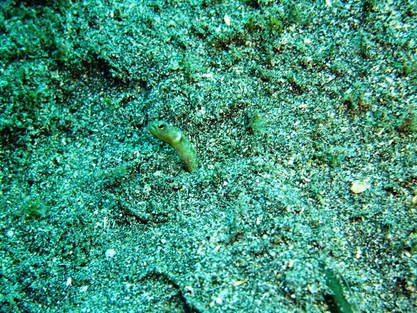 Anguila bajo el agua — Foto de Stock