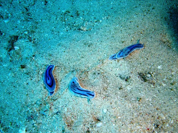 Nudibranquios — Foto de Stock