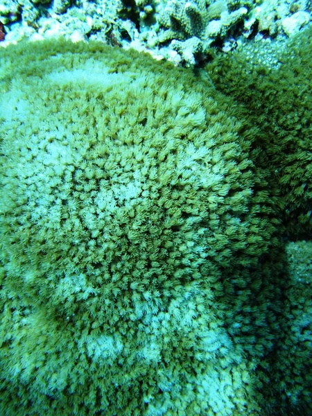 Corail mou — Photo