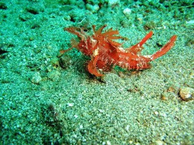 Scorpionfish