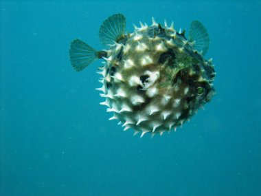 Pufferfish clipart