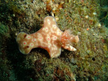 Nudibranchs