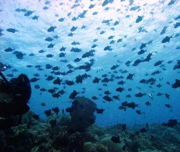 Escuela de peces — Foto de Stock