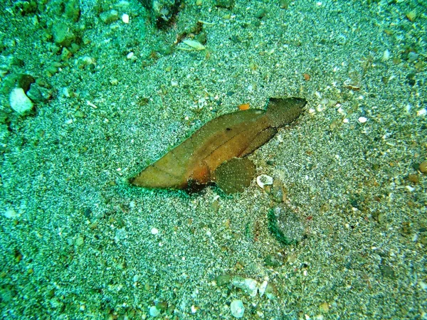 Leaf fish — Stock Photo, Image