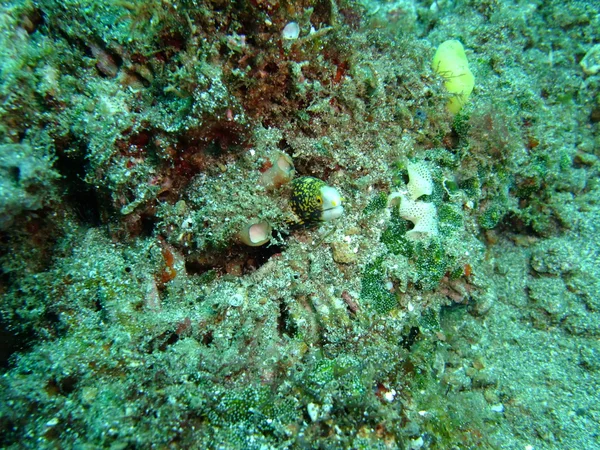 Enguia subaquática — Fotografia de Stock