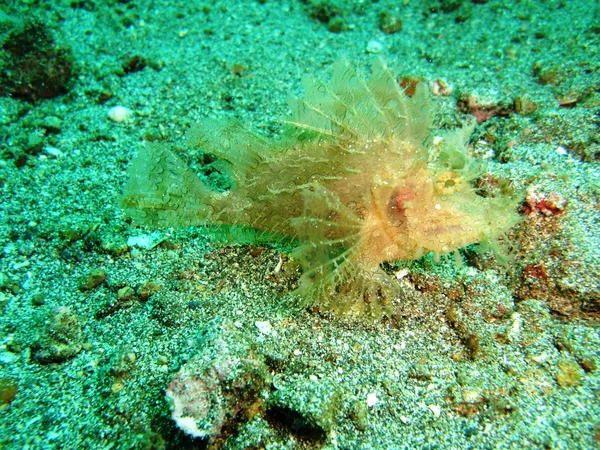 Peluda Scorpionfish — Fotografia de Stock