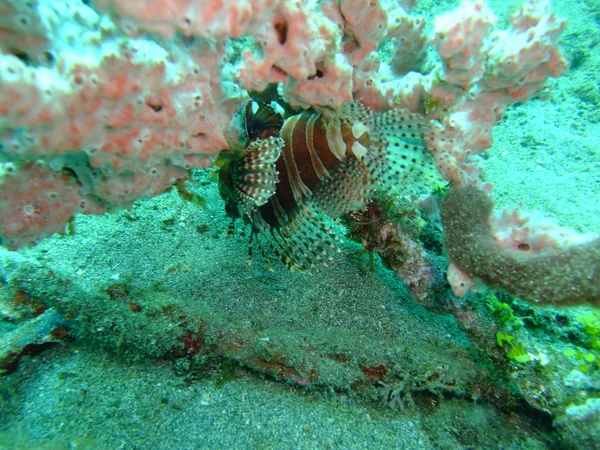 Peixe-leão — Fotografia de Stock