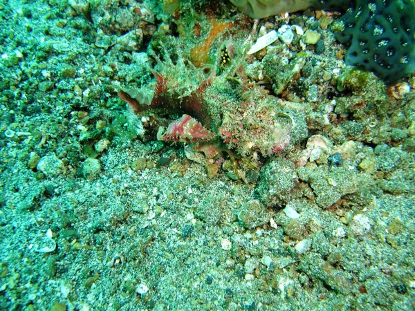 Scorpionfish — Stok Foto