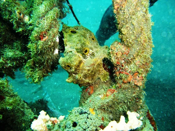 Frog fish — Stock Photo, Image