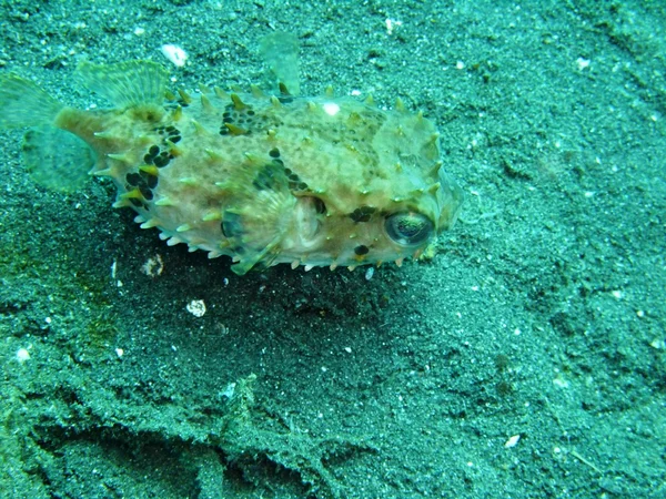 Pufferfish — Φωτογραφία Αρχείου