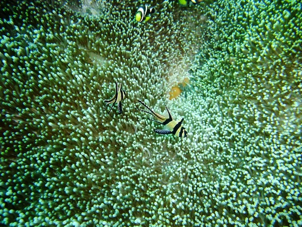 Cardinalfish en kroon vis — Stockfoto