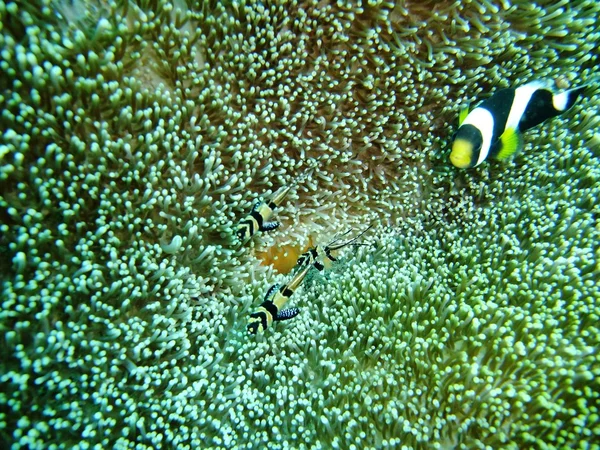 Cardenalfish y peces de la corona — Foto de Stock