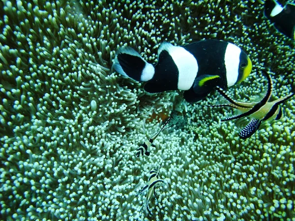 Cardinalfish and crown fish