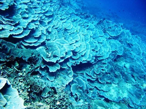 Σκληρά κοράλλια — Φωτογραφία Αρχείου