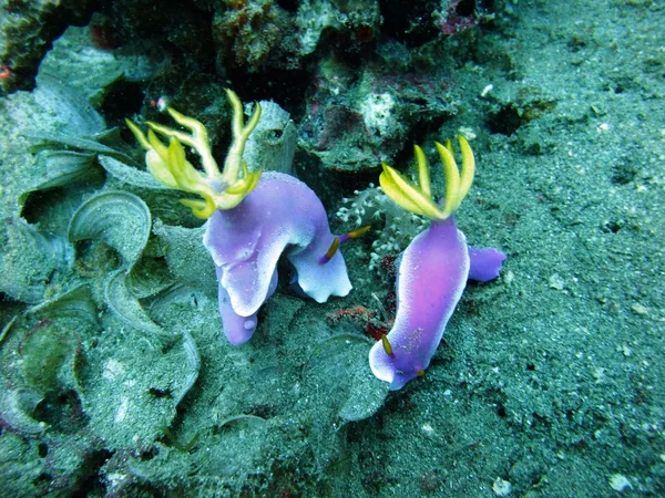 Nudibranchs — Stock Photo, Image