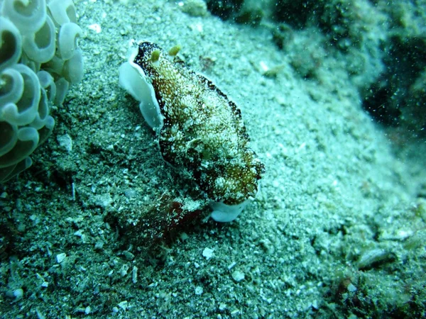 Nudibranquios —  Fotos de Stock